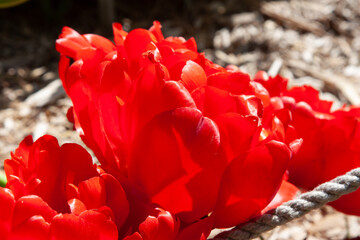 A close-up of a blooming peony-shaped tulip, showcasing its delicate layers and vibrant hues. The beautiful shape of a tulip with a bright color and a large number of graceful leaves