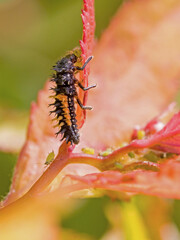 side close-up view of a black orange larva of the multicoloured asian ladybug with interesting bristles on the body eating green aphids