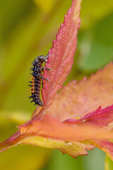 side close-up view of a black orange larva of the multicoloured asian ladybug with interesting...