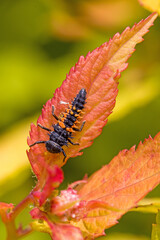 top view close-up view of a black orange larva of the multicoloured asian ladybug with interesting bristles on the body eating green aphids
