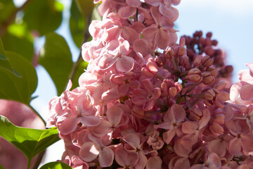 Pink lilac in full bloom. Beautiful large pink lilac flowers are gathered in large numbers on an elegant twig. A beautiful luxuriantly blooming lilac bush is illuminated by the sun in spring