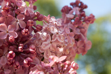 Pink lilac in full bloom. Beautiful large pink lilac flowers are gathered in large numbers on an elegant twig. A beautiful luxuriantly blooming lilac bush is illuminated by the sun in spring