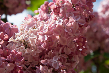 Pink lilac in full bloom. Beautiful large pink lilac flowers are gathered in large numbers on an elegant twig. A beautiful luxuriantly blooming lilac bush is illuminated by the sun in spring