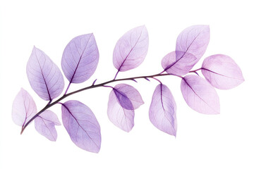 Delicate purple branch with translucent leaves on white background. For botanical illustrations, minimalist decor, natural skincare branding, and modern floral design elements