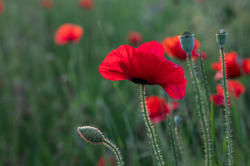 Beautiful wild red poppy flowers in the rays of the setting sun on a meadow. Natural summer...