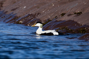 Birds of Arctic Circle