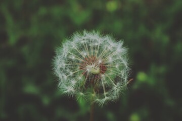 Dandelion Seed Head Close-Up with Soft Green Background