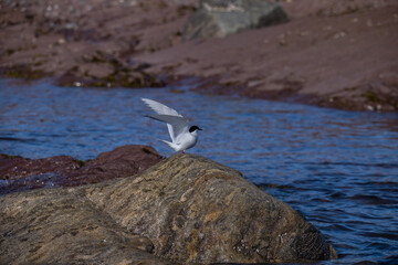 Birds of Arctic Circle
