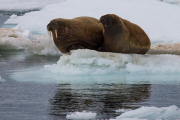 Walrus in Arctic Circle