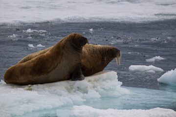 Naklejka premium Walrus in Arctic Circle