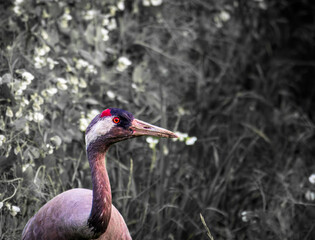 grey crowned crane