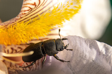 The common stag beetle is a beetle of the stag beetle family