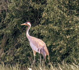 grey crowned crane