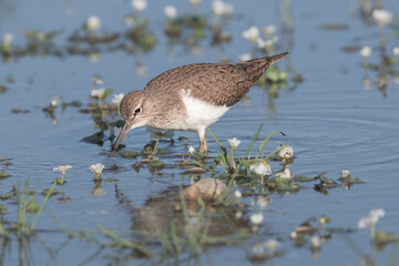 common sandpiper - Actitis hypoleucos wading in blue water. Photo from Calera y Chozas in Spain, Toledo Province.	