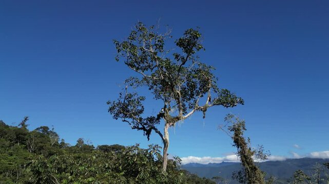 L'arbre amazonien