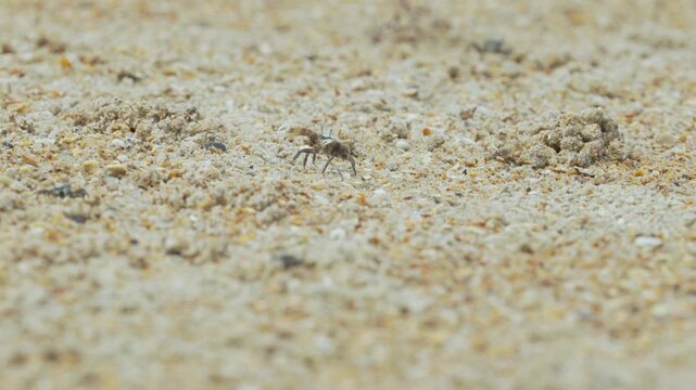 fiddler crab on beach