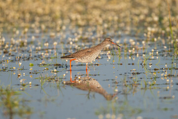 Common redshank or redshank - Tringa totanus in wading in bluewater. Photo from Calera y Chozas in Spain, Toledo Province.	