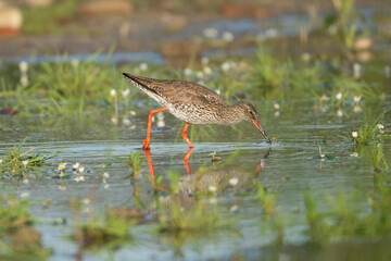 Common redshank or redshank - Tringa totanus in wading in bluewater. Photo from Calera y Chozas in Spain, Toledo Province.