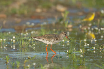 Common redshank or redshank - Tringa totanus in wading in bluewater. Photo from Calera y Chozas in Spain, Toledo Province.