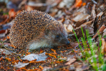 A Curious Hedgehog Exploring Its Natural Habitat in the evening