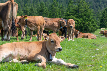 Grazing cows on a sunny alpine meadow with the majestic Zugspitze rising in the background, viewed from Wankberg—serene and quintessentially Bavarian.