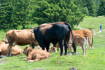 Grazing cows on a sunny alpine meadow with the majestic Zugspitze rising in the background, viewed from Wankberg—serene and quintessentially Bavarian.