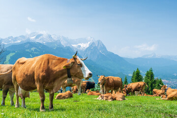 Grazing cows on a sunny alpine meadow with the majestic Zugspitze rising in the background, viewed from Wankberg—serene and quintessentially Bavarian.