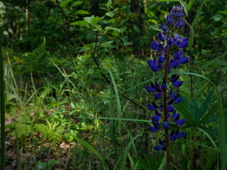 łubin Niebieski kwiat w polsce