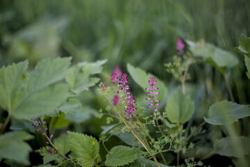 Fumaria medicinal purple flowers on the meadow