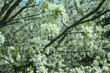 Delicate cherry blossoms bloom against a clear blue sky, embodying the beauty of spring. This vibrant scene captures nature's elegance, perfect for design and inspiration.