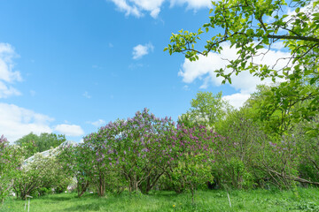 Vibrant blooming lilac bushes in a sunny park. Springtime beauty. Stunning purple lilac flowers...