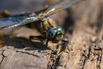 Close-up of a dragonfly resting on a piece of wood, showcasing intricate wing patterns and large, colorful eyes, capturing the beauty and detail of this fascinating insect in natural light