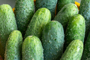 Fresh green cucumbers neatly arranged in colorful baskets at a local market. Crisp cucumbers displayed in baskets reflecting the essence of freshness and vitality.