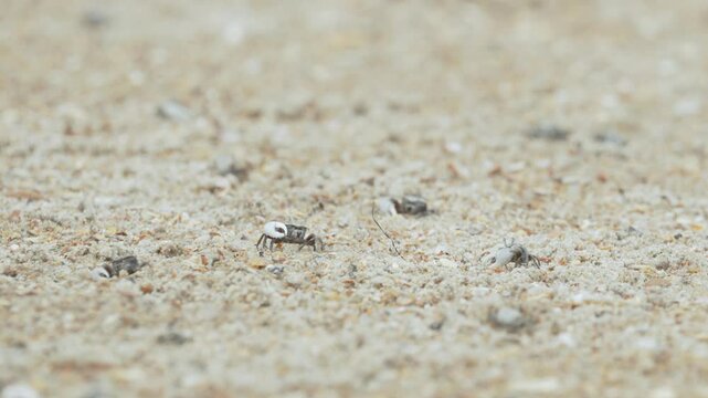 beach busy with fiddler crab activity