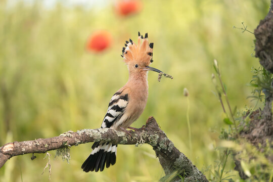 Eurasian hoopoe - Upupa epops perched with erected crest and insect in beak at green background. Photo from Calera y Chozas in Spain, Toledo Province. U. e. epops.	