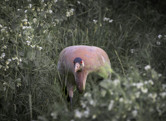 crane bird on the field