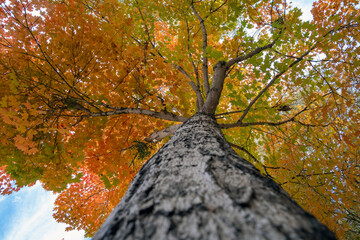 Colorful autumn nature. Canopies of yellow forest trees in fall season