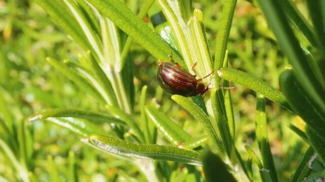 Rosemary beetle excreting poo frass on a Rosemary plant leaf macro close up stock footage