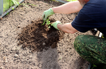 An elderly farmer plants a watermelon sprout in a greenhouse, male hands in dirty gloves level the soil near the sprout. Planting a plant, agriculture - horizontal photo, close-up