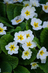 The Primrose