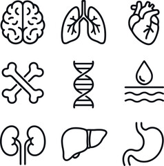 Line-art anatomy and organ icons set highlighting brain, lungs, heart, kidneys, DNA, liver, bones, skin, and stomach. Clear minimalistic style for medical use.