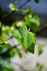 Obraz premium Linden leaves