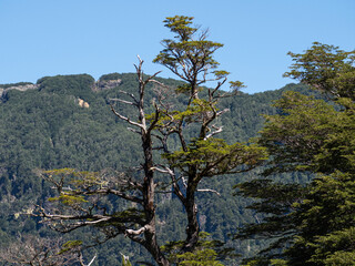 A tree with a mountain behind