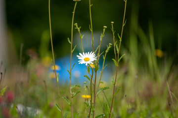 Close-up of French Daisy