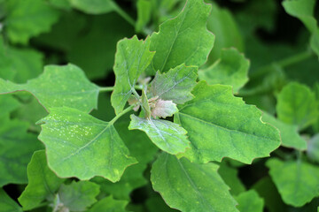 White goosefoot (Chenopodium album) grows in nature