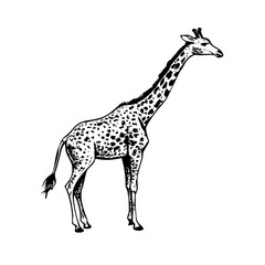 Hand-Drawn Giraffe Illustration with Vintage Fur Texture and Classic African Wildlife Style