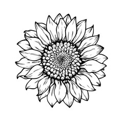 Vintage Sunflower Illustration with Textured Petals and Detailed Center in Ink Drawing
