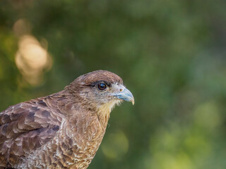 A close-up of a falcon bird