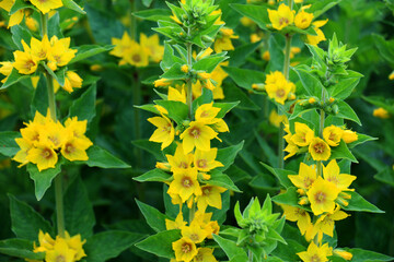 Yellow lysimachia flowers bloom in nature