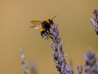 A bumblebee on a lavender flower
